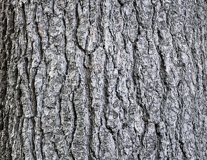 Trees of the Adirondack Park: Eastern White Pine (Pinus strobus L.) bark on the Heart Lake Trail (15 August 2018). Click for a larger image opening in a new window. Trees of the Adirondack Park: Eastern White Pine (Pinus strobus L.) bark on the Heart Lake Trail (15 August 2018).