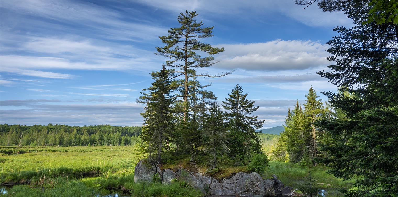 Trees of the Adirondacks: Eastern White Pine growing on a bedrock outcrop on Heron Marsh (19 June 2020). Click for a larger image, opening in a new window. Trees of the Adirondacks: Eastern White Pine growing on a bedrock outcrop on Heron Marsh (19 June 2020).