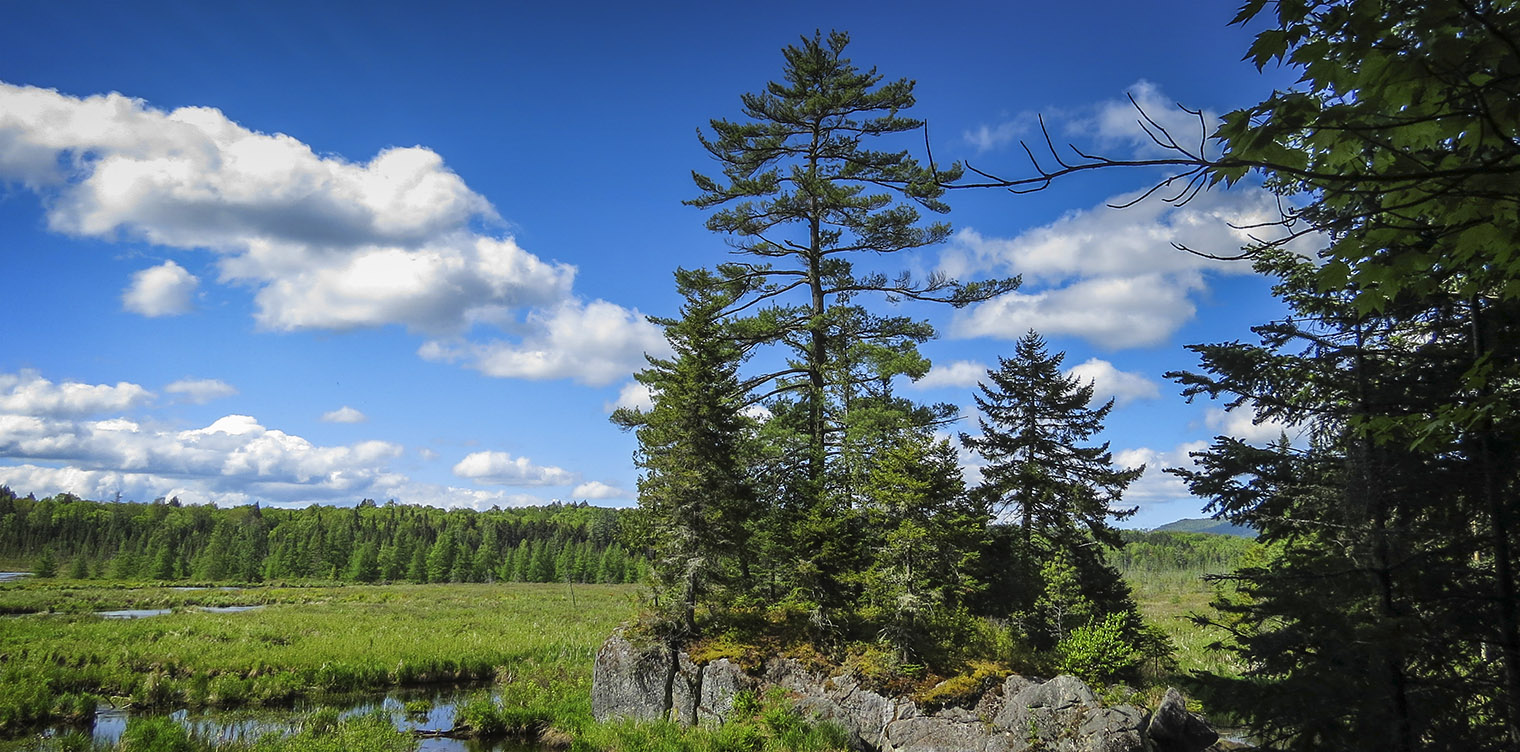 Trees of the Adirondacks: Eastern White Pine on the Barnum Brook Trail (31 May 2014) Trees of the Adirondacks: Eastern White Pine on the Barnum Brook Trail (31 May 2014)