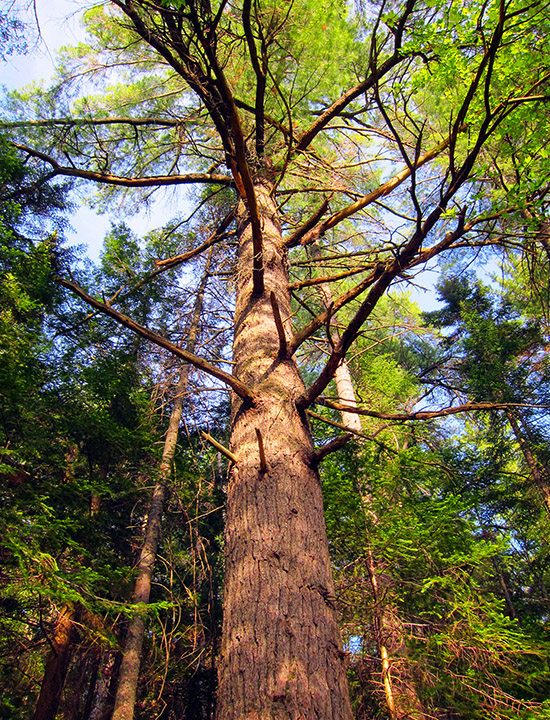 Trees of the Adirondack Park: Eastern White Pine on the Heron Marsh Trail. Click for a larger image opening in a new window. Trees of the Adirondack Park: Eastern White Pine on the Heron Marsh Trail.