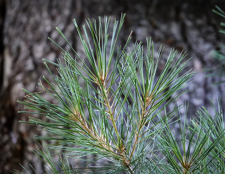 Trees of the Adirondack Park: Eastern White Pine (Pinus strobus L.) needles on the Heart Lake Trail (15 August 2018). Click for a larger image opening in a new window. Trees of the Adirondack Park: Eastern White Pine (Pinus strobus L.) needles on the Heart Lake Trail (15 August 2018).