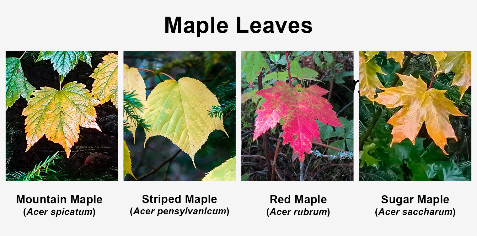 Trees of the Adirondacks: Mountain Maple, Striped Maple, Red Maple, and Sugar Maple leaves. Click for a larger image, opening in a new window. Trees of the Adirondacks: Mountain Maple, Striped Maple, Red Maple, and Sugar Maple leaves.