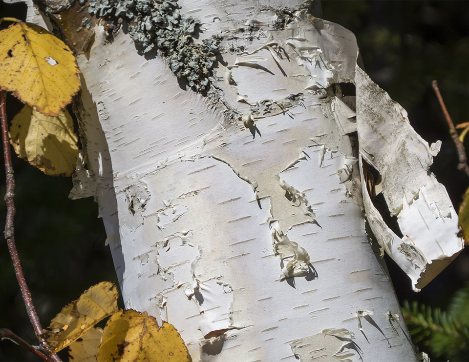 Adirondack Trees: Paper Birch (Betula papyrifera) on the Old Orchard Loop at Heaven Hill (23 September 2015) Adirondack Trees: Paper Birch (Betula papyrifera) on the Old Orchard Loop at Heaven Hill (23 September 2015)