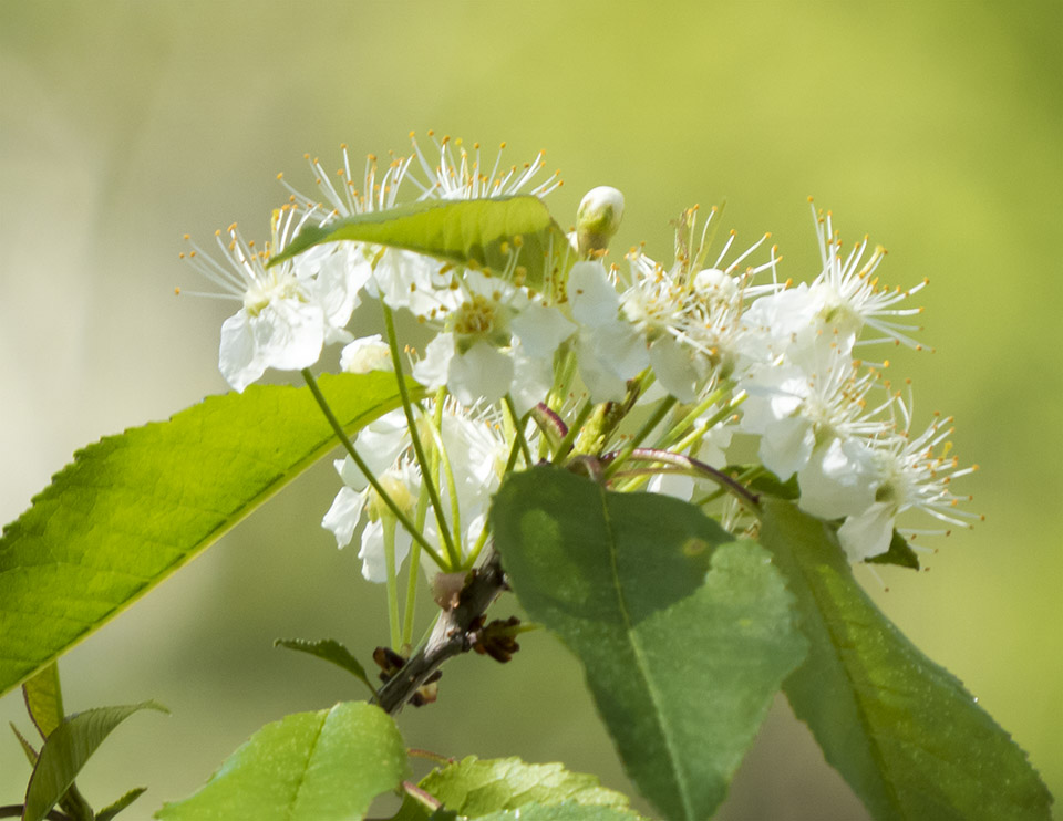 Adirondack Trees: Pin Cherry (Prunus pensylvanica) in bloom near the Barnum Brook Trail gazebo at the Paul Smiths VIC (17 May 2015) Adirondack Trees: Pin Cherry (Prunus pensylvanica) in bloom near the Barnum Brook Trail gazebo at the Paul Smiths VIC (17 May 2015)