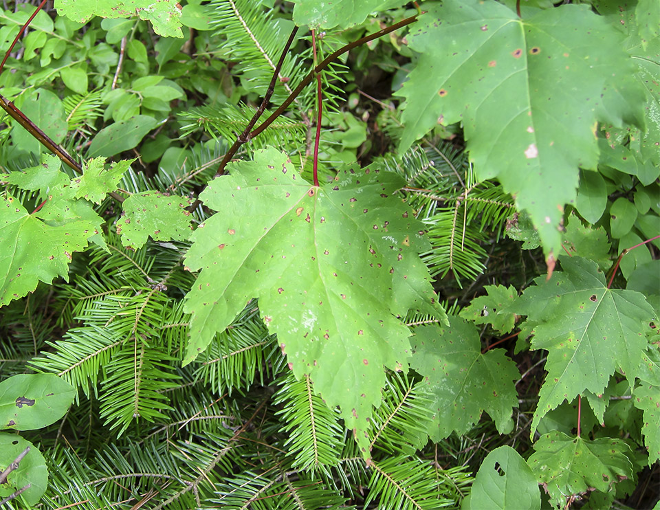 Trees of the Adirondack Park: Red Maple (Acer rubrum) on the Barnum Brook Trail (28 July 2012). This link takes you to a larger image, opening in a new window. Trees of the Adirondack Park: Red Maple (Acer rubrum) on the Barnum Brook Trail (28 July 2012).