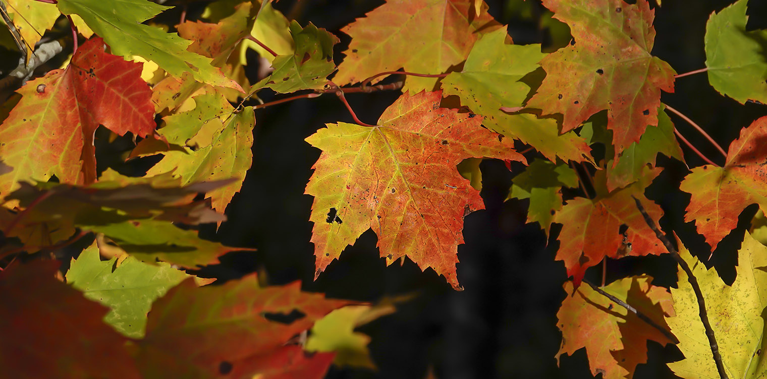 Trees of the Adirondacks: Red Maple (Acer rubrum) on the Heron Marsh Trail at the Paul Smith's College VIC (5 October 2018). This link takes you to a larger image, opening in a new window. Trees of the Adirondacks: Red Maple (Acer rubrum) on the Heron Marsh Trail at the Paul Smith's College VIC (5 October 2018).