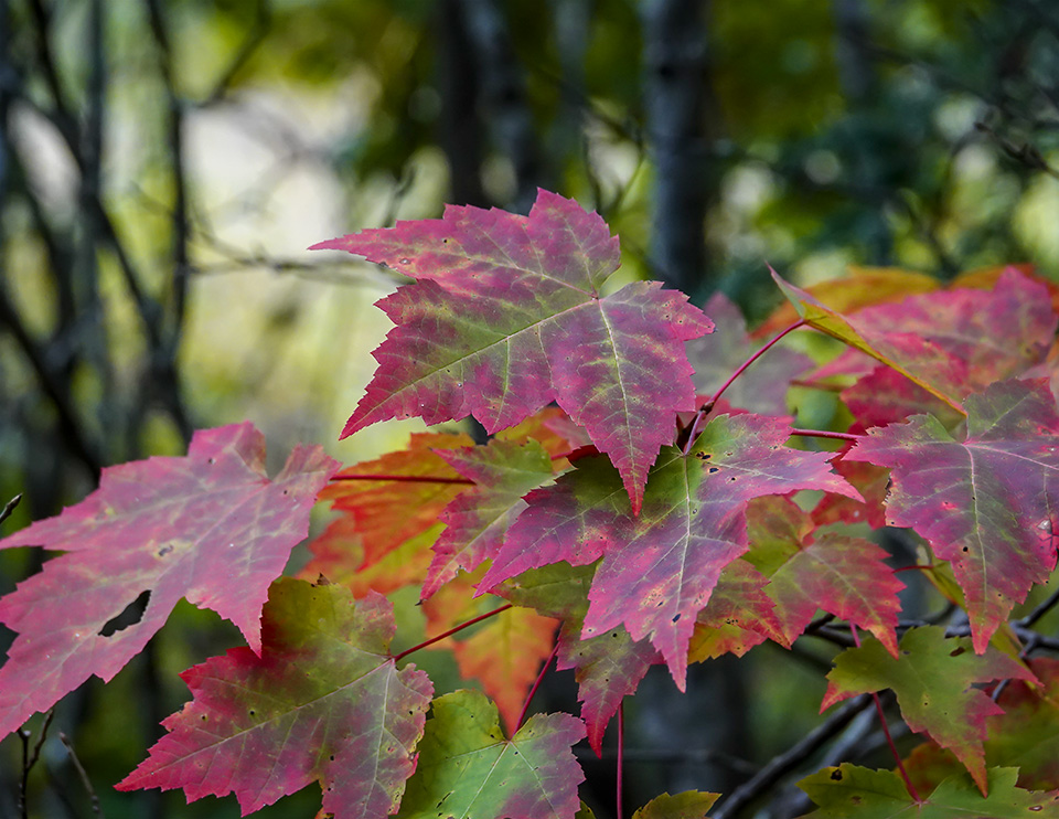 Adirondack Trees: Red Maple along the Potato Field Loop at John Brown Farm (27 September 2018). Click for a larger image, opening in a new window. Adirondack Trees: Red Maple along the Potato Field Loop at John Brown Farm (27 September 2018).