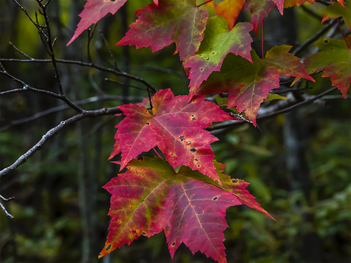 Trees of the Adirondack Park: Red Maple (Acer rubrum) on the John Brown Farm Trails (27 September 2019). This link takes you to a larger image, opening in a new window. Trees of the Adirondack Park: Red Maple (Acer rubrum) on the John Brown Farm Trails (27 September 2019).