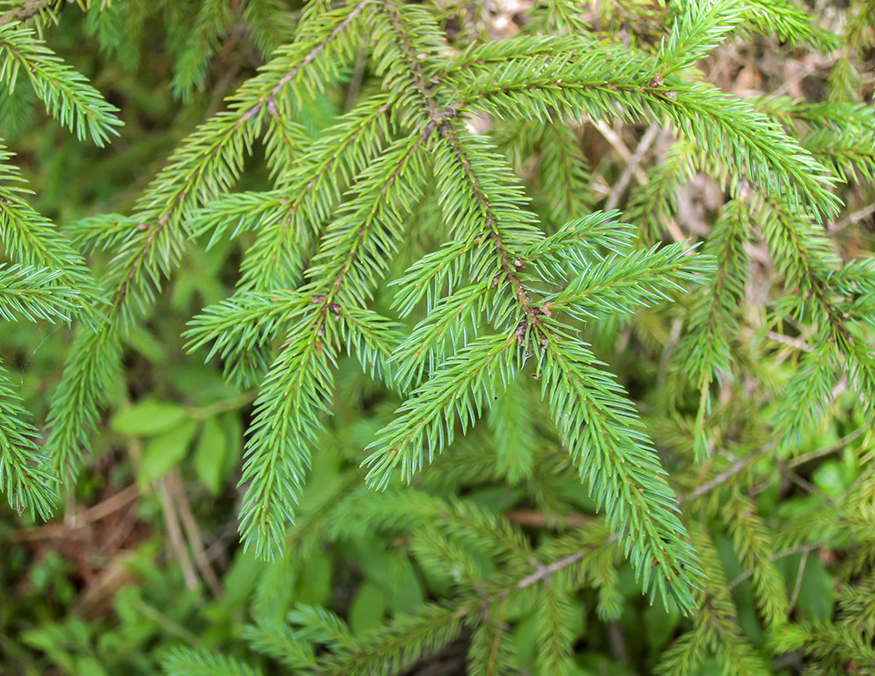 Trees of the Adirondacks: Red Spruce (Picea rubens) on the Barnum Brook Trail (28 July 2012).