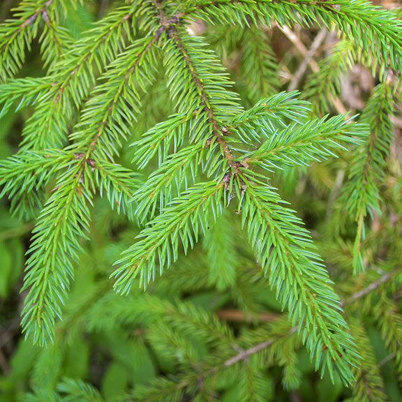 Trees of the Adirondacks: Red Spruce at the Paul Smiths VIC (28 July 2012)