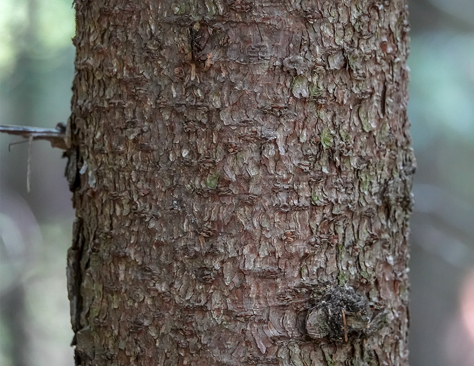 Trees of the Adirondack Park: Red Spruce (Picea rubens) on the Heart Lake Trail (15 August 2018). Click for a larger image, opening in a new window. Trees of the Adirondack Park: Red Spruce (Picea rubens) on the Heart Lake Trail (15 August 2018). Click for a larger image, opening in a new window.