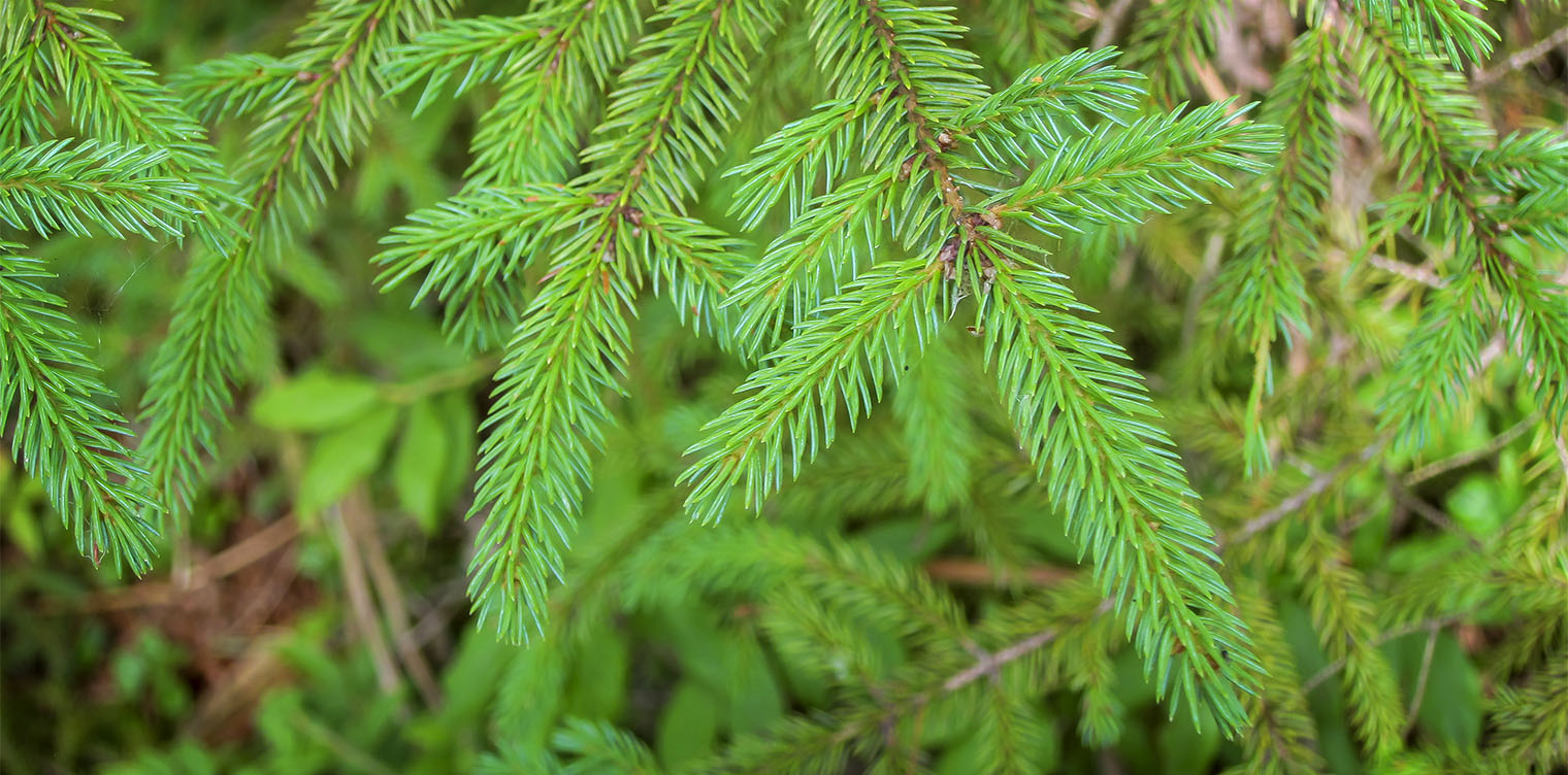 Trees of the Adirondacks: Red Spruce (Picea rubens) on the Barnum Brook Trail (28 July 2012). Click for a larger image, opening in a new window. Trees of the Adirondacks: Red Spruce (Picea rubens) on the Barnum Brook Trail (28 July 2012). Click for a larger image, opening in a new window.
