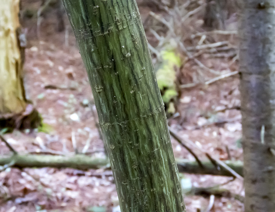 Trees of the Adirondack Park: Striped Maple (Acer pensylvanicum) on the Heart Lake Trail (28 June 2017). Click for a larger image, opening in a new window. Trees of the Adirondack Park: Striped Maple (Acer pensylvanicum) on the Heart Lake Trail (28 June 2017).