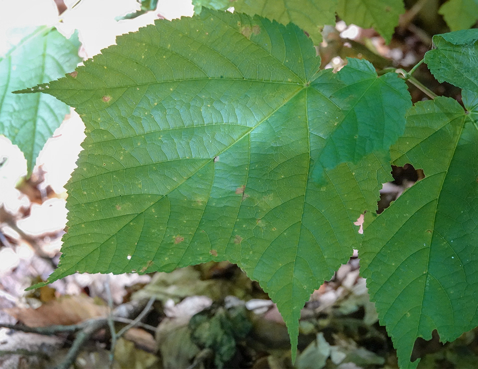 Trees of the Adirondack Park: Striped Maple (Acer pensylvanicum) on the Heart Lake Trail (15 August 2018). Click for a larger image, opening in a new window. Trees of the Adirondack Park: Striped Maple (Acer pensylvanicum) on the Heart Lake Trail (15 August 2018).