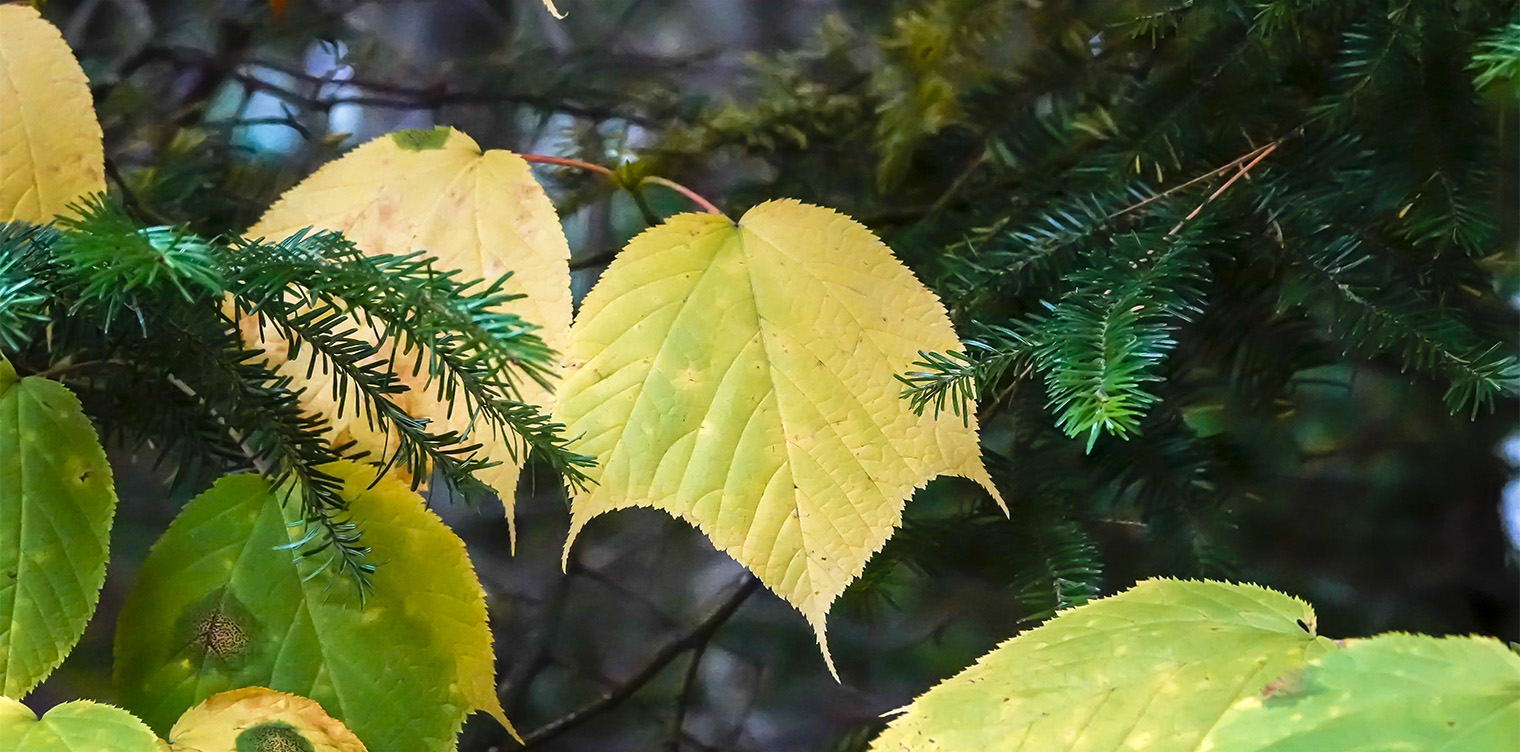 Trees of the Adirondacks: Striped Maple (Acer pensylvanicum) on the Heart Lake Trail (30 September 2018). Click for a larger image, opening in a new window. Trees of the Adirondacks: Striped Maple (Acer pensylvanicum) on the Heart Lake Trail (30 September 2018).