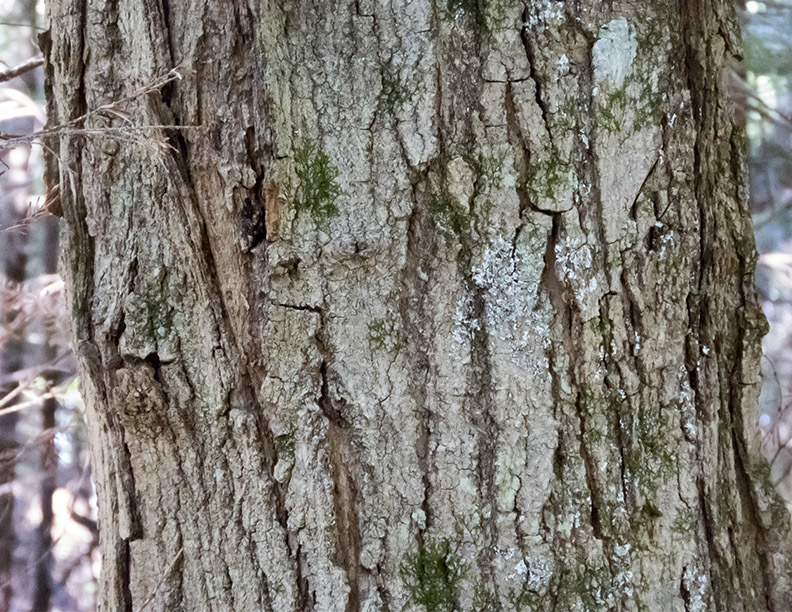 Trees of the Adirondacks: Sugar Maple (Acer saccharum) on the Heart Lake Trail (28 June 2017). Click for a larger image, opening in a new window. Trees of the Adirondacks: Sugar Maple (Acer saccharum) on the Heart Lake Trail (28 June 2017). Click for a larger image, opening in a new window.