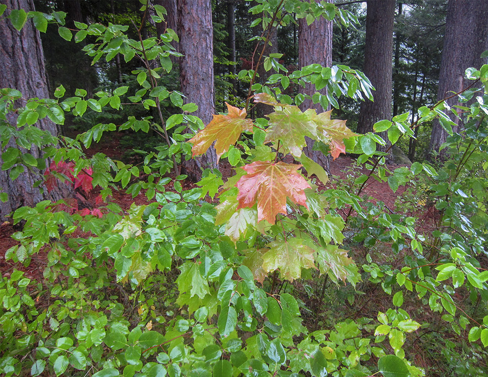 Trees of the Adirondacks: Sugar Maple (Acer saccharum) on the Heart Lake Trail (12 September 2018). Click for a larger image, opening in a new window. Trees of the Adirondacks: Sugar Maple (Acer saccharum) on the Heart Lake Trail (12 September 2018). Click for a larger image, opening in a new window.