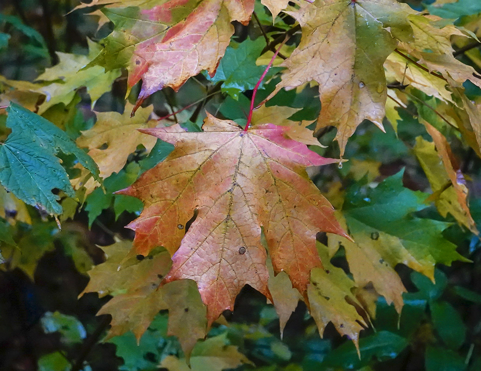 Trees of the Adirondacks: Sugar Maple on the Heart Lake Trail (2 October 2018). Click for a larger image, opening in a new window. Trees of the Adirondacks: Sugar Maple on the Heart Lake Trail (2 October 2018).