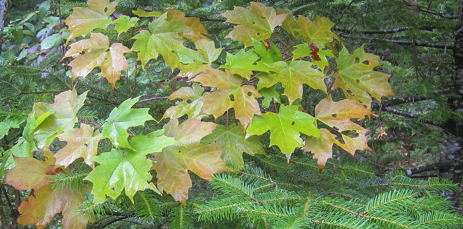 Trees of the Adirondack Park: Sugar Maple (Acer saccharum) on the Heaven Hill Trails (12 September 2018). Click for a larger image, opening in a new window. Trees of the Adirondack Park: Sugar Maple (Acer saccharum) on the Heaven Hill Trails (12 September 2018). Click for a larger image, opening in a new window.