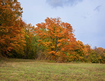 Adirondack Wilderness: Sugar Maple (Acer saccharum) on the Sugar Maple Trail at Heaven Hill (27 September 2020). 