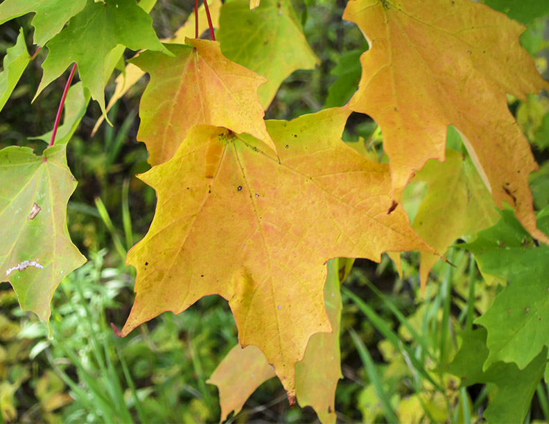 Trees of the Adirondacks: Sugar Maple (Acer saccharum) on the John Brown Farm Trails (23 September 2011). Click for a larger image, opening in a new window. Trees of the Adirondacks: Sugar Maple (Acer saccharum) on the John Brown Farm Trails (23 September 2011). Click for a larger image, opening in a new window.