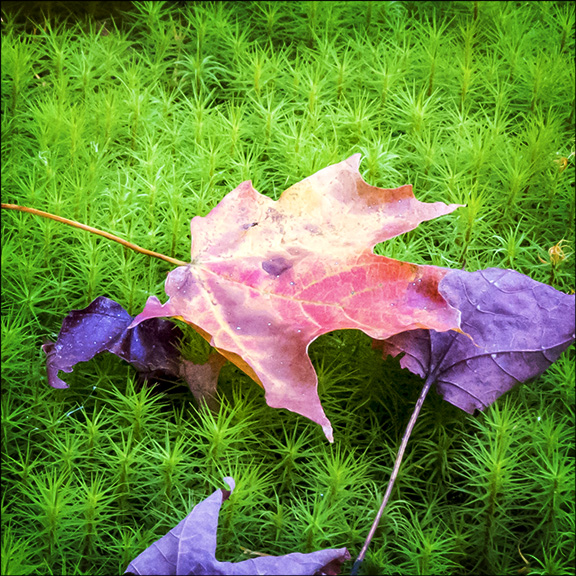 Trees of the Adirondacks: Sugar Maple on the Heaven Hil Farm trails in Lake Placid