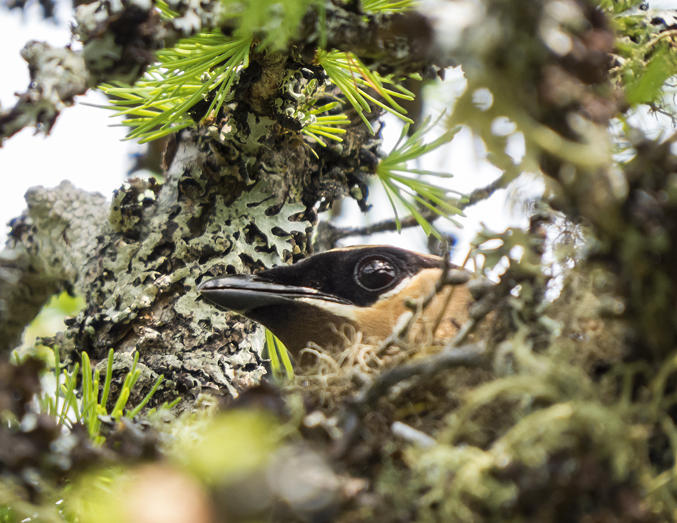 Trees of the Adirondacks: Cedar Waxwing on her nest in a Tamarack on Barnum Bog at the VIC (19 July 2014). Click for a larger image, opening in a new window. Trees of the Adirondacks: Cedar Waxwing on her nest in a Tamarack on Barnum Bog at the VIC (19 July 2014).