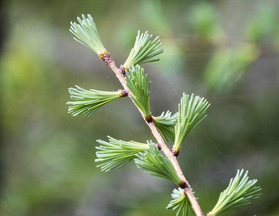 Trees of the Adirondacks: Tamaracks on Barnum Bog at the Paul Smiths VIC (17 May 2015). Click for a larger image, opening in a new window. Trees of the Adirondacks: Tamaracks on Barnum Bog at the Paul Smiths VIC (17 May 2015).