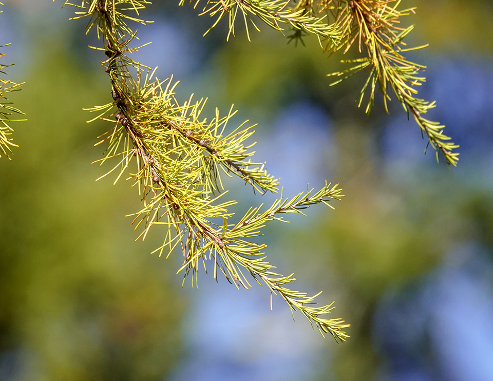 Trees of the Adirondacks: Tamarack on the John Brown Farm Trails (19 October 2018). Click for a larger image, opening in a new window. Trees of the Adirondacks: Tamarack on the John Brown Farm Trails (19 October 2018).