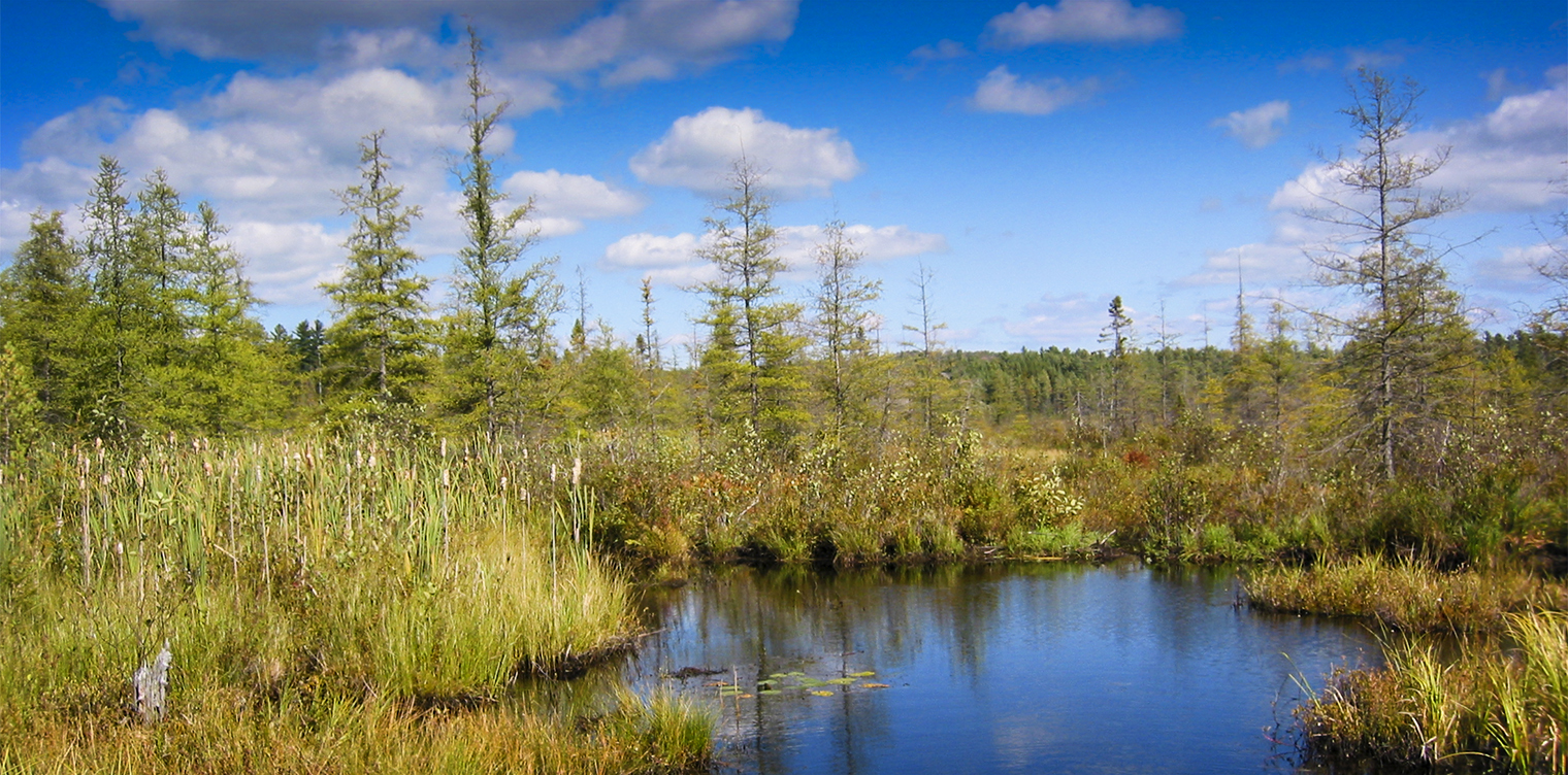 Trees of the Adirondacks: Tamaracks and Black Spruce on Heron Marsh (19 September 2004). Click for a larger image, opening in a new window. Trees of the Adirondacks: Tamaracks and Black Spruce on Heron Marsh (19 September 2004).