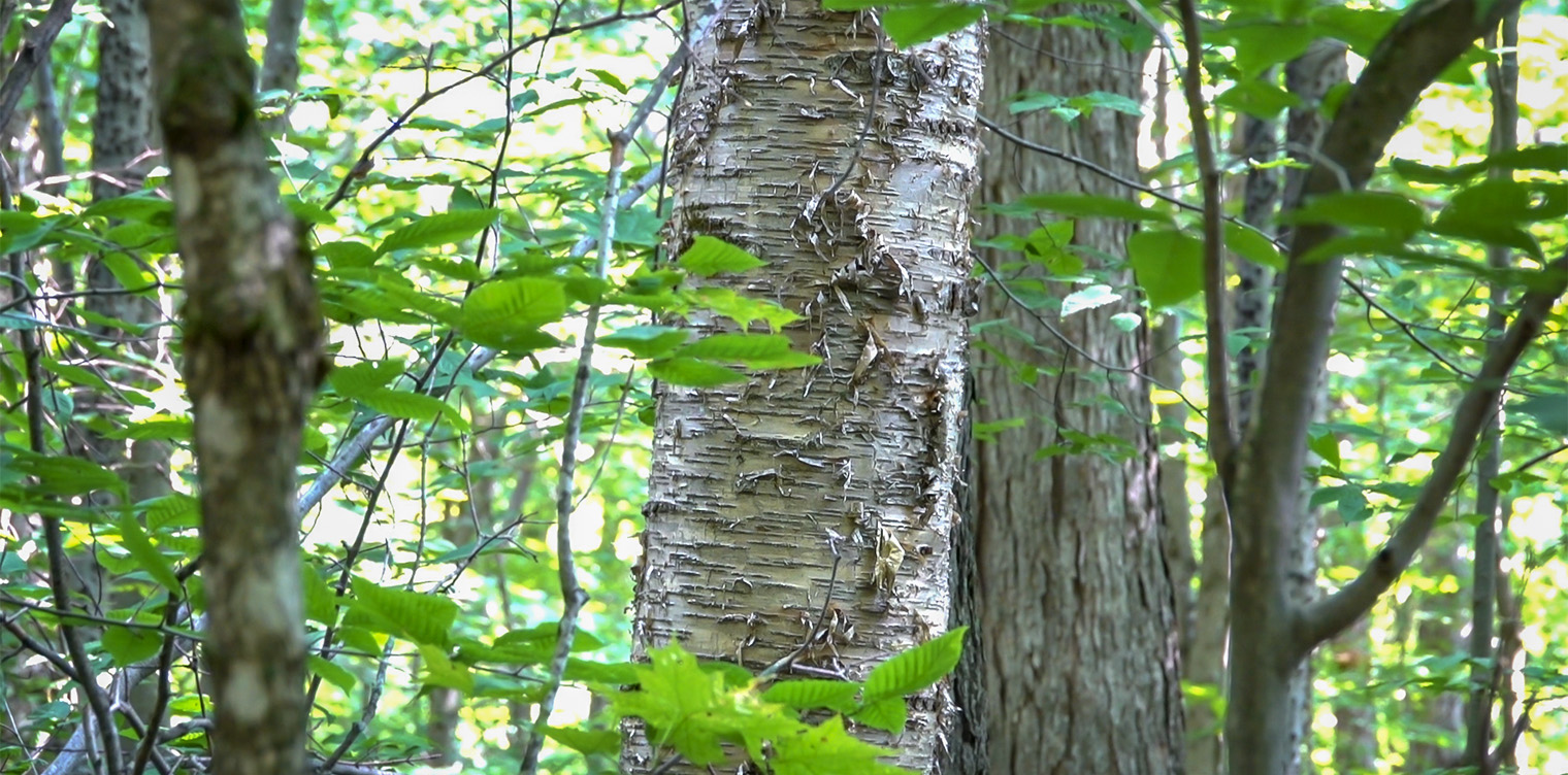 Trees of the Adirondacks: Yellow Birch (Betula alleghaniensis) on the Heart Lake Trail (15 August 2018). Click for a larger image, opening in a new window. Trees of the Adirondacks: Yellow Birch (Betula alleghaniensis) on the Heart Lake Trail (15 August 2018).