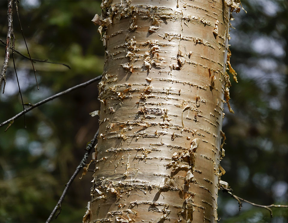 Trees of the Adirondack Park: Yellow Birch (Betula alleghaniensis) on the Loop Trail at Henry's Woods (5 May 2019). Click for a larger image, opening in a new window. Adirondack Trees: Yellow Birch (Betula alleghaniensis) on the Loop Trail at Henry's Woods (5 May 2019).