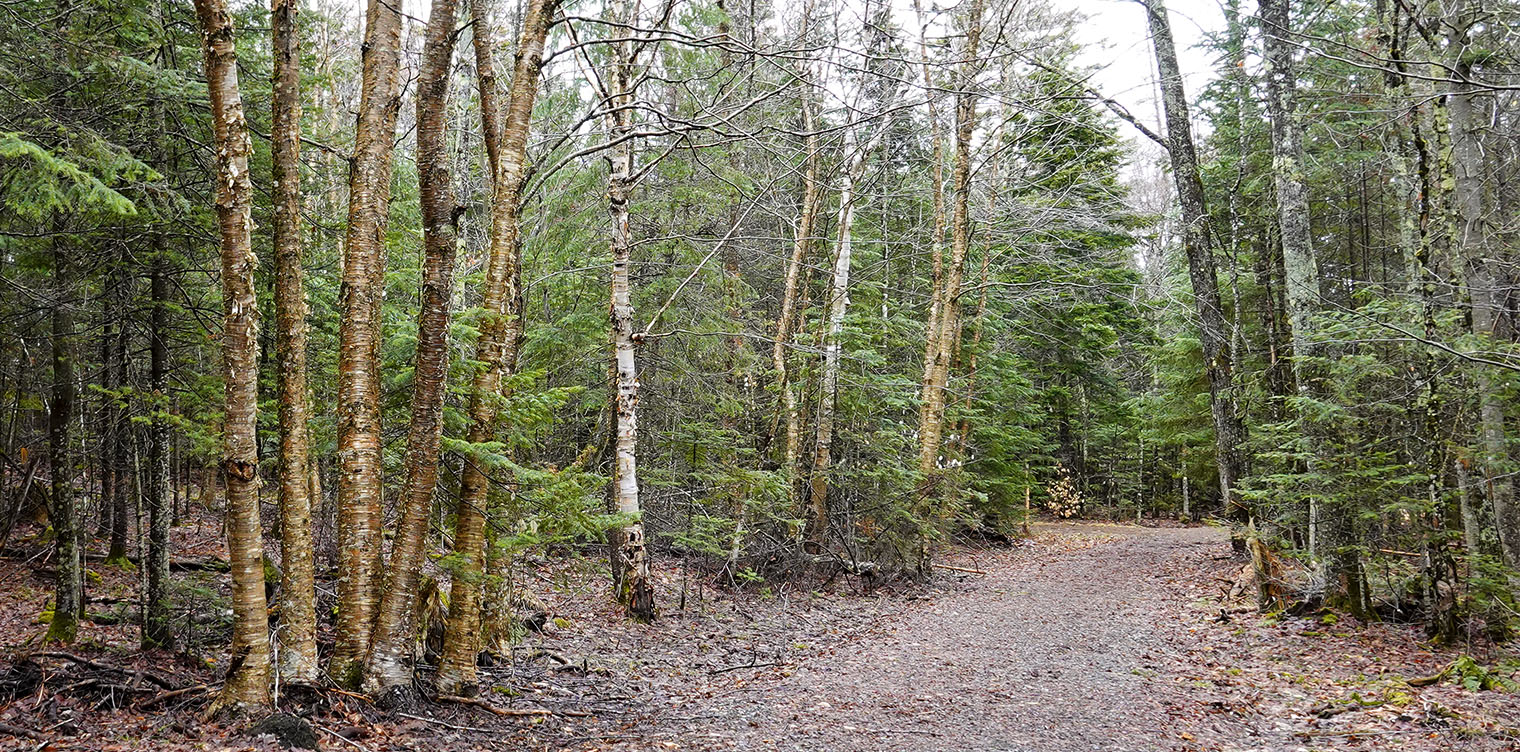 Adirondack Habitats: Yellow Birch (Betula alleghaniensis) growing in mixed forest on the Heaven Hill Trails (4 May 2019). Click for a larger image, opening in a new window. Adirondack Habitats: Yellow Birch (Betula alleghaniensis) in mixed forest at Heaven Hill (4 May 2019).