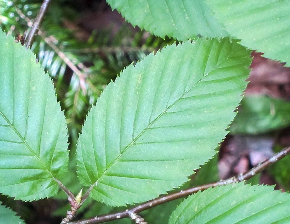 Trees of the Adirondack Park: Yellow Birch (Betula alleghaniensis) on the Barnum Brook Trail at the Paul Smith's College VIC (28 July 2012). Click for a larger image, opening in a new window. Adirondack Trees: Yellow Birch (Betula alleghaniensis) on the Barnum Brook Trail at the Paul Smith's College VIC (28 July 2012).