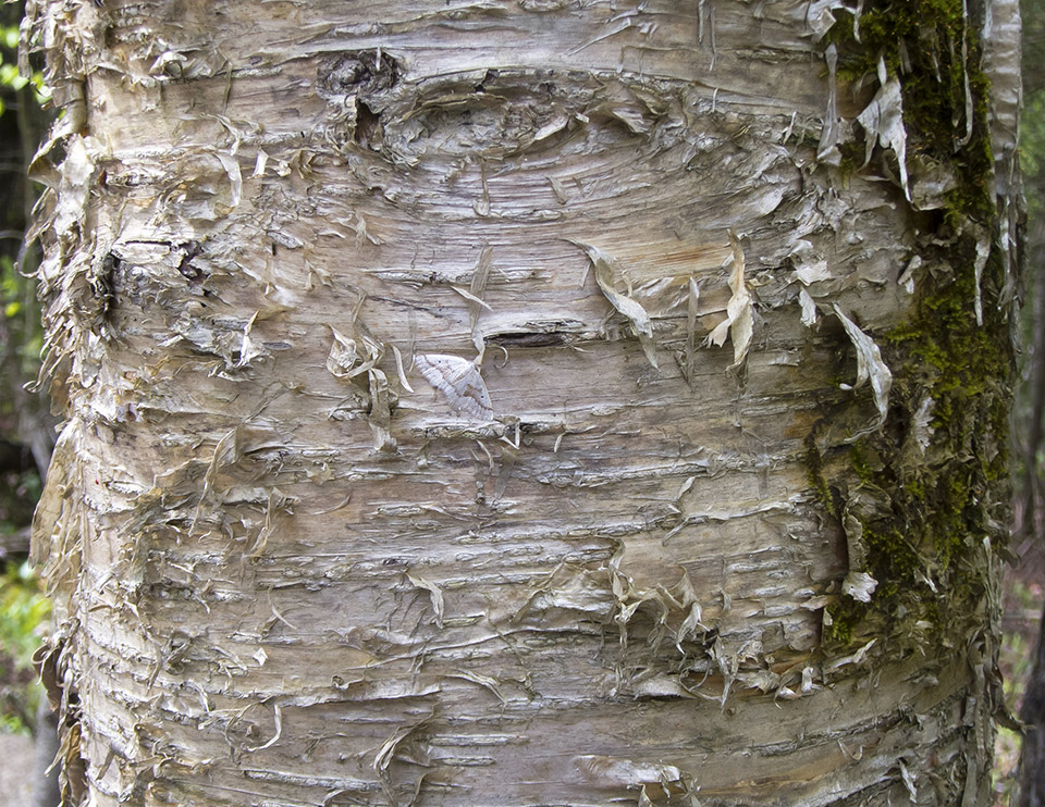 Trees of the Adirondacks: Yellow Birch on the Peninsula Nature Trails (23 May 2017). Click for a larger image, opening in a new window. Trees of the Adirondacks: Yellow Birch on the Peninsula Nature Trails (23 May 2017).