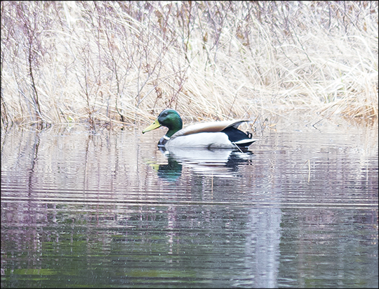 Birds of the Adirondacks: Male Mallard from the floating bridge (27 April 2013)